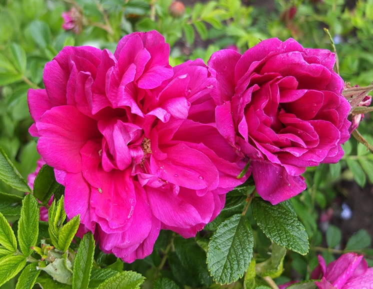 Roseraie
